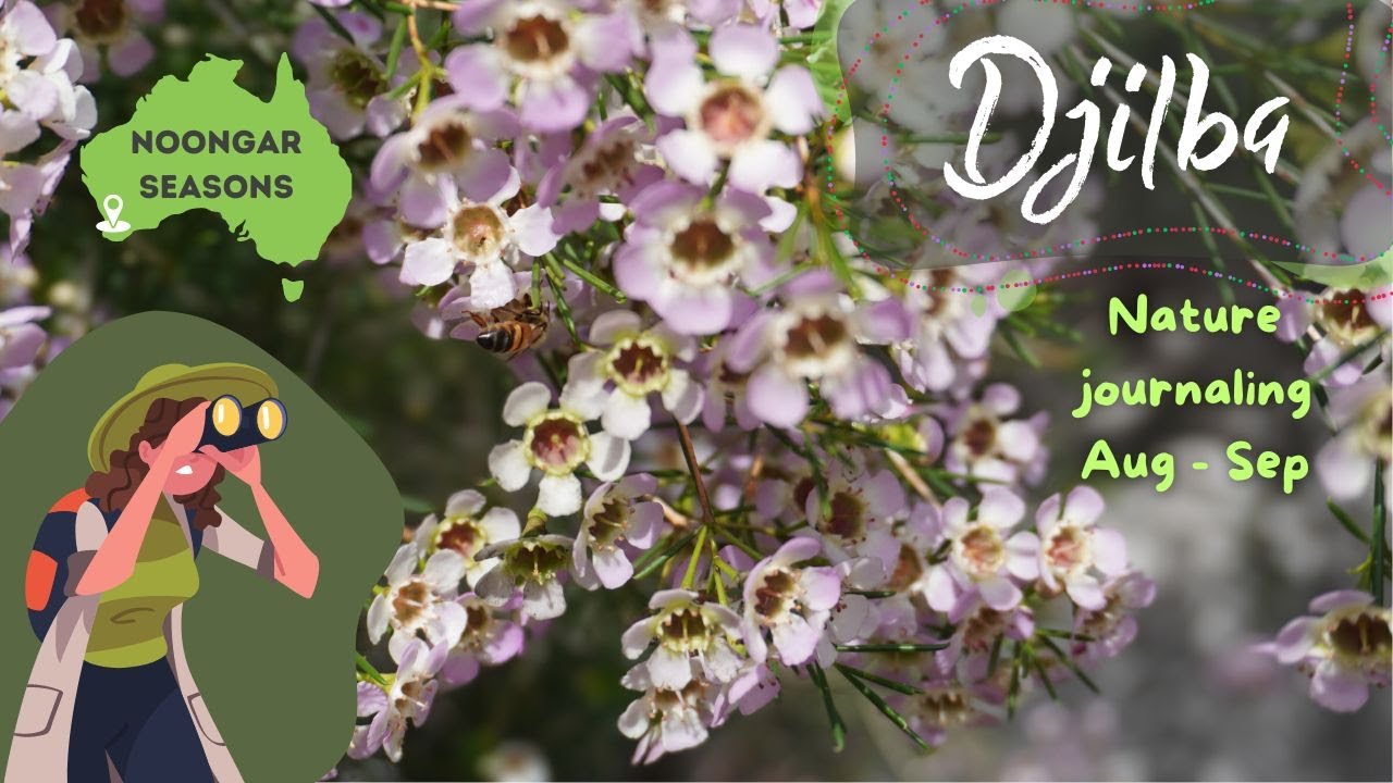 Djilba | Noongar Seasons // Episode 4