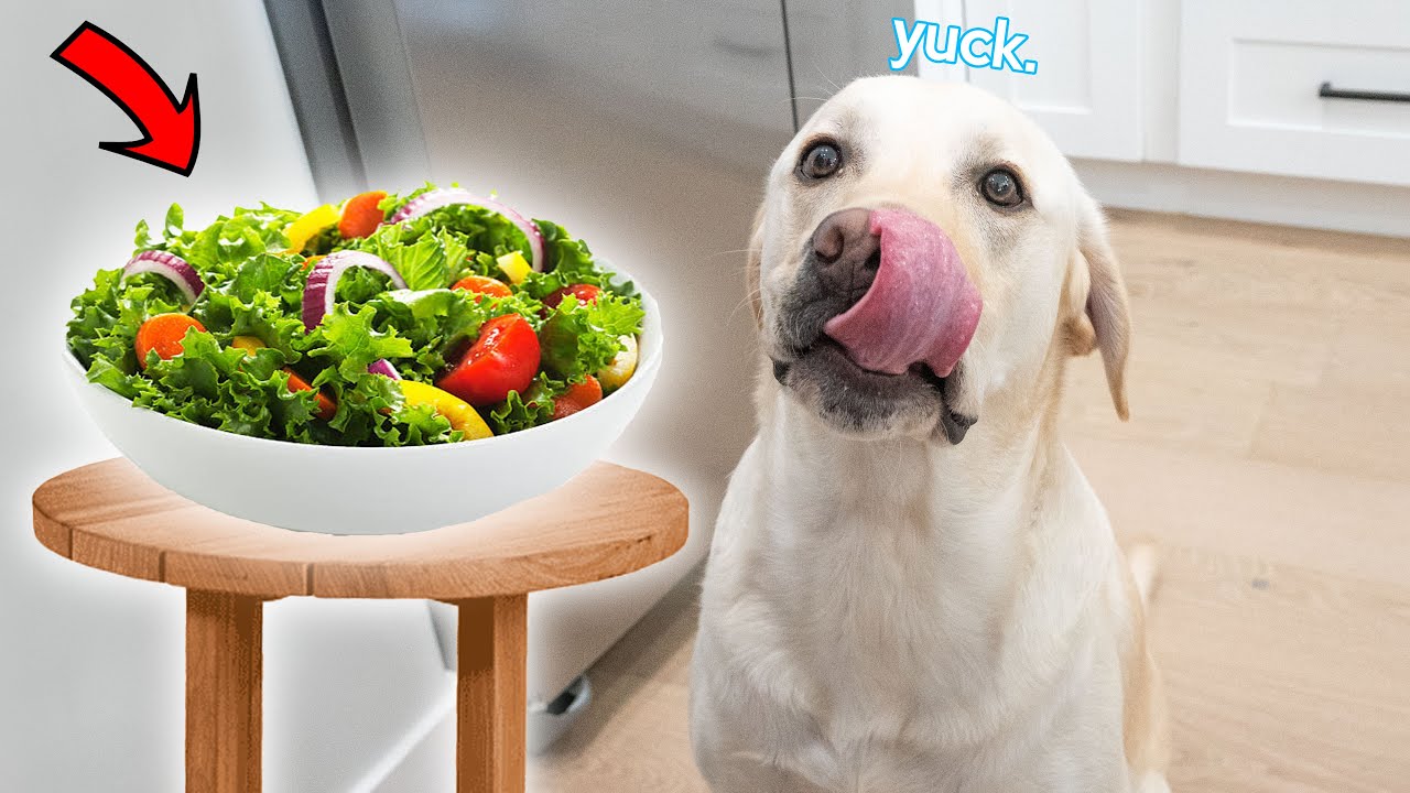 Labrador Tried Salad For The First Time!! *healthy boy*