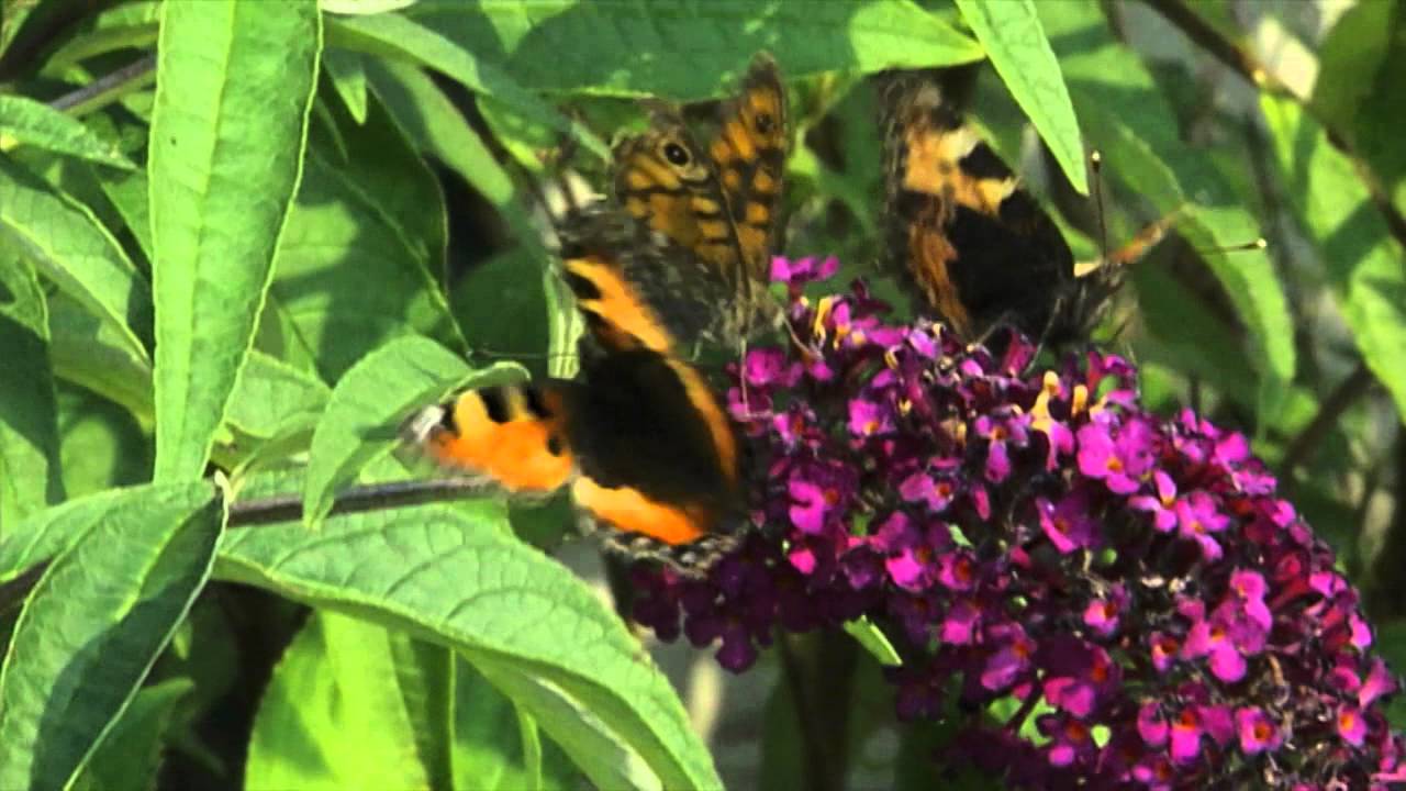 Vlinders - Natuurmonumenten 2015