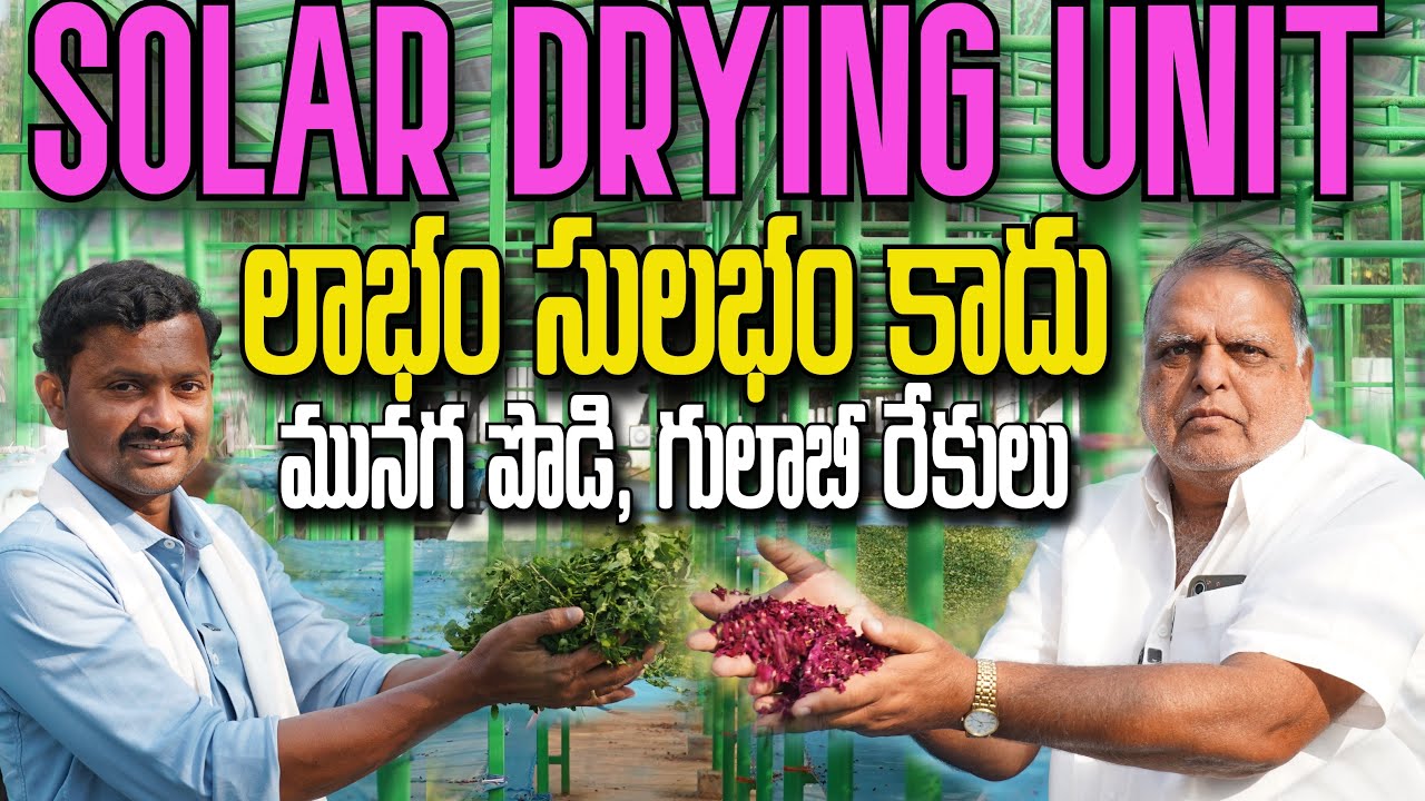 మునగ ఆకు పొడి చేస్తున్నం.. గులాబీ రేకులు డ్రై చేస్తున్నం | Solar Drying Unit