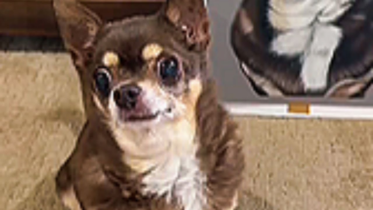 This woman adopted a judgmental chihuahua  And found healing in tiny paws