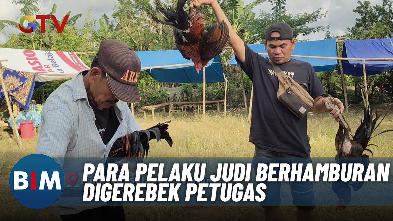 Polisi Gerebek Arena Judi Sabung Ayam di Pangkep, Sulawesi Selatan - BIM 08/01