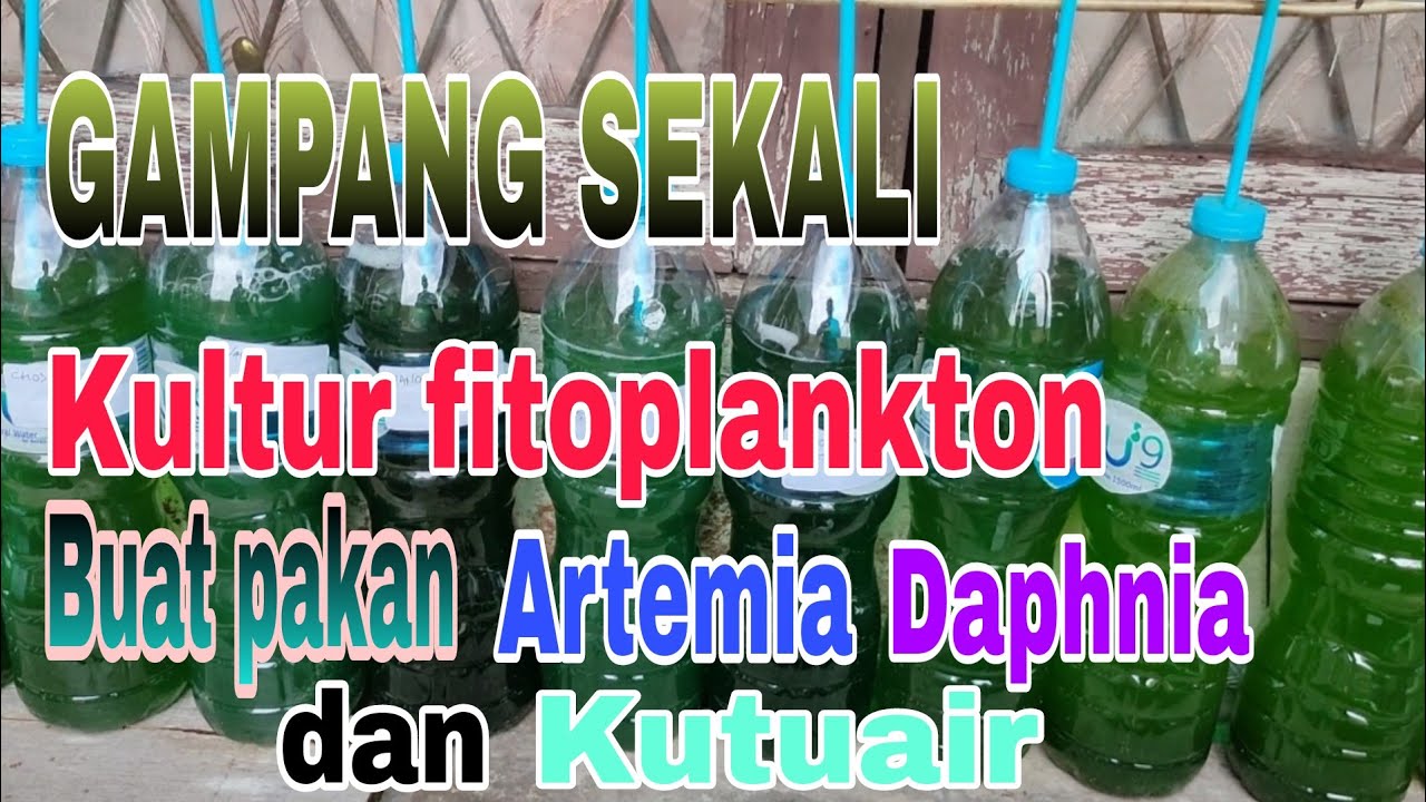 Kultur Fitoplankton ( Chorella,Spirulina,Nano,Haemaococcus )