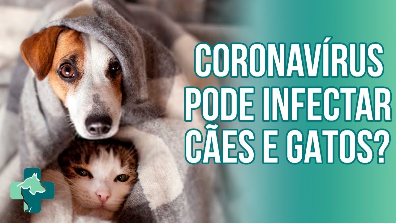 Coronavírus  chinês pode infectar cães e gatos ?