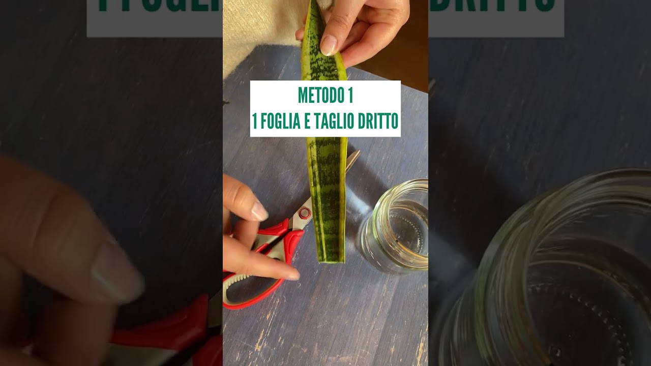 COME MOLTIPLICARE LA SANSEVIERIA