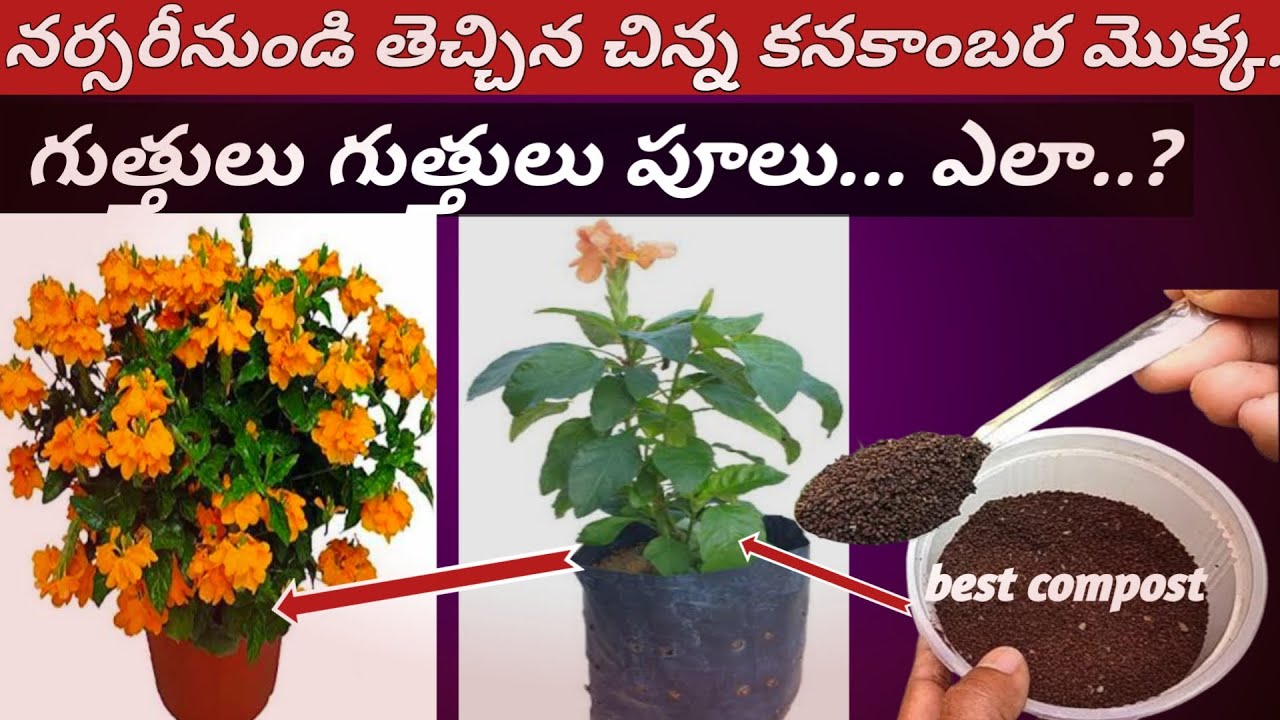 చిన్న మొక్కకు ఎక్కువ పూలు రావాలంటే ఇలా చేయాలి//white కనకాంబరం//how to grow kanakambaram