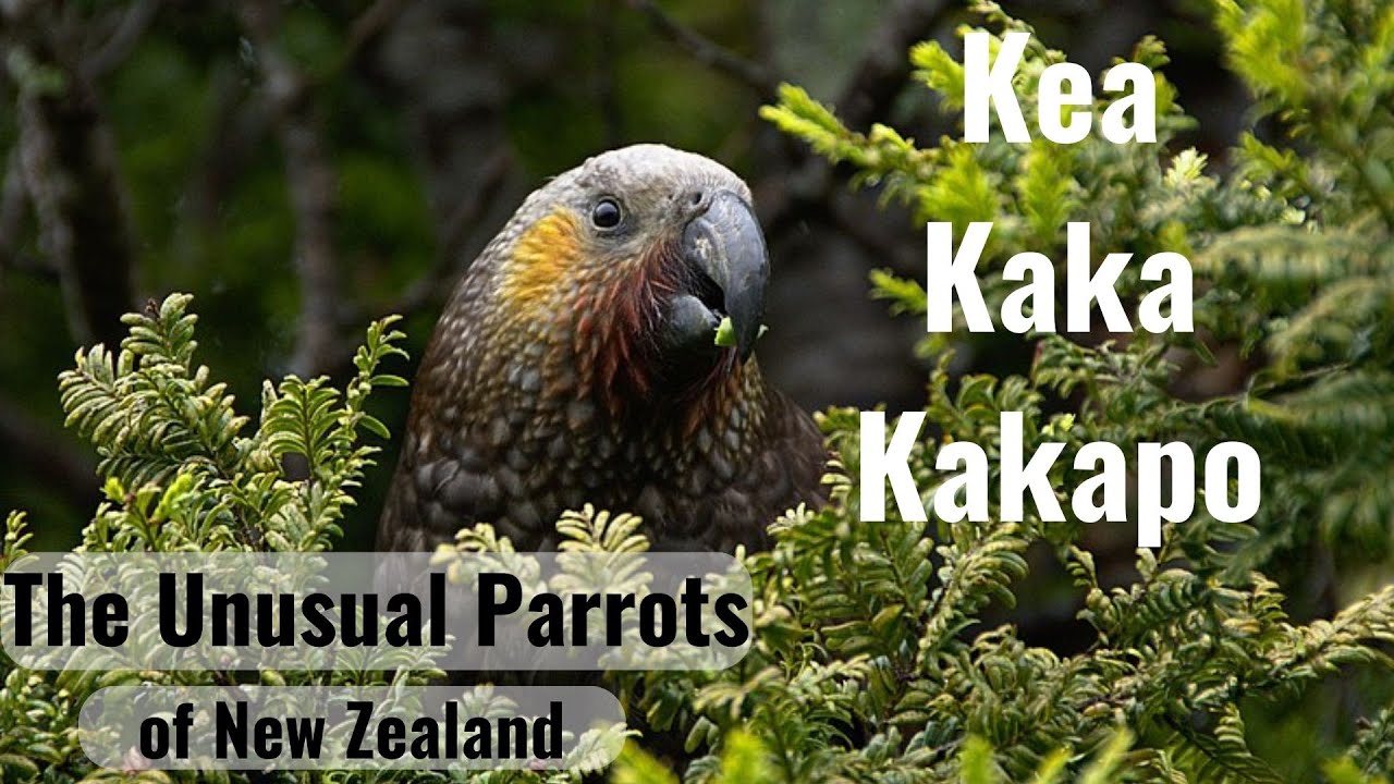 Strigopidae, the New Zealand Parrots