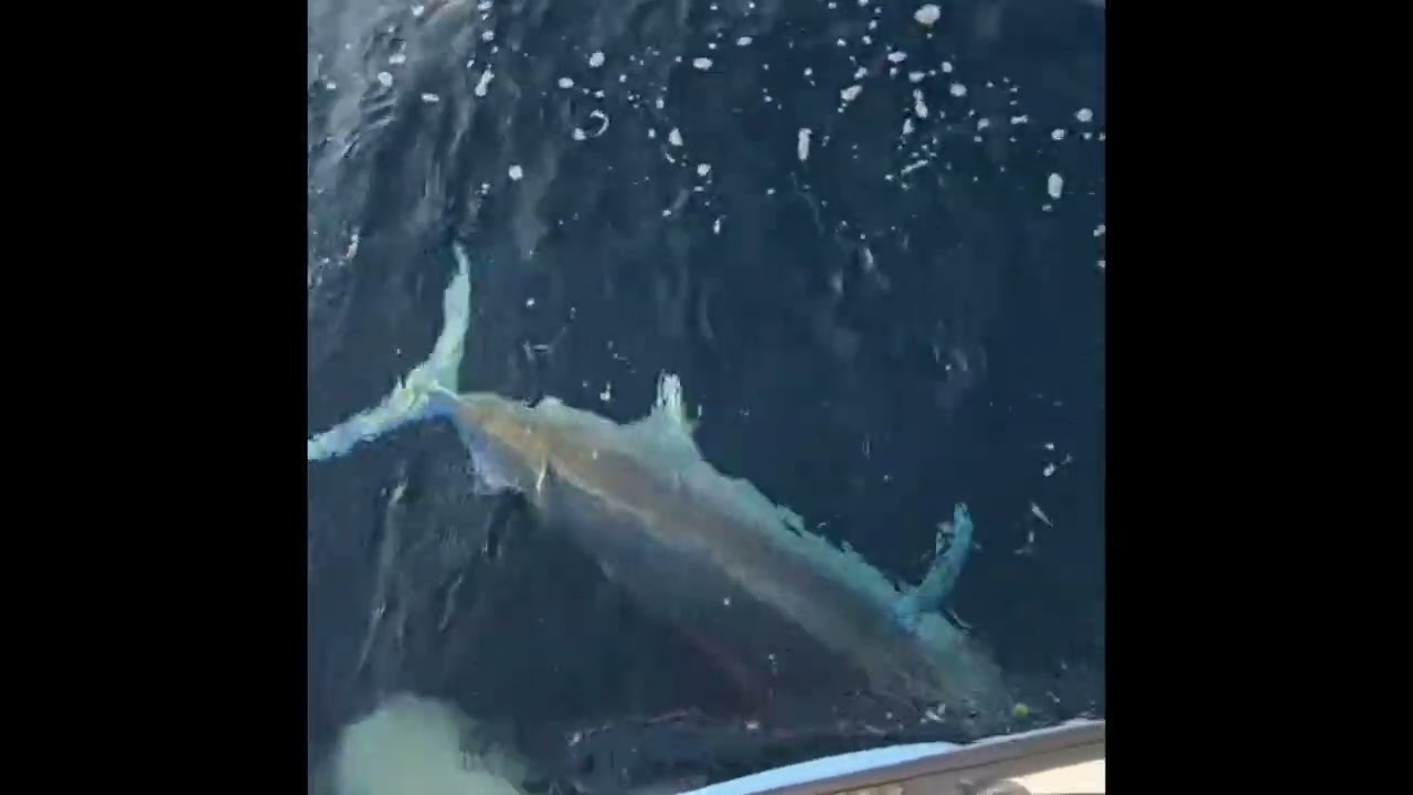 Steve’s Black Marlin 