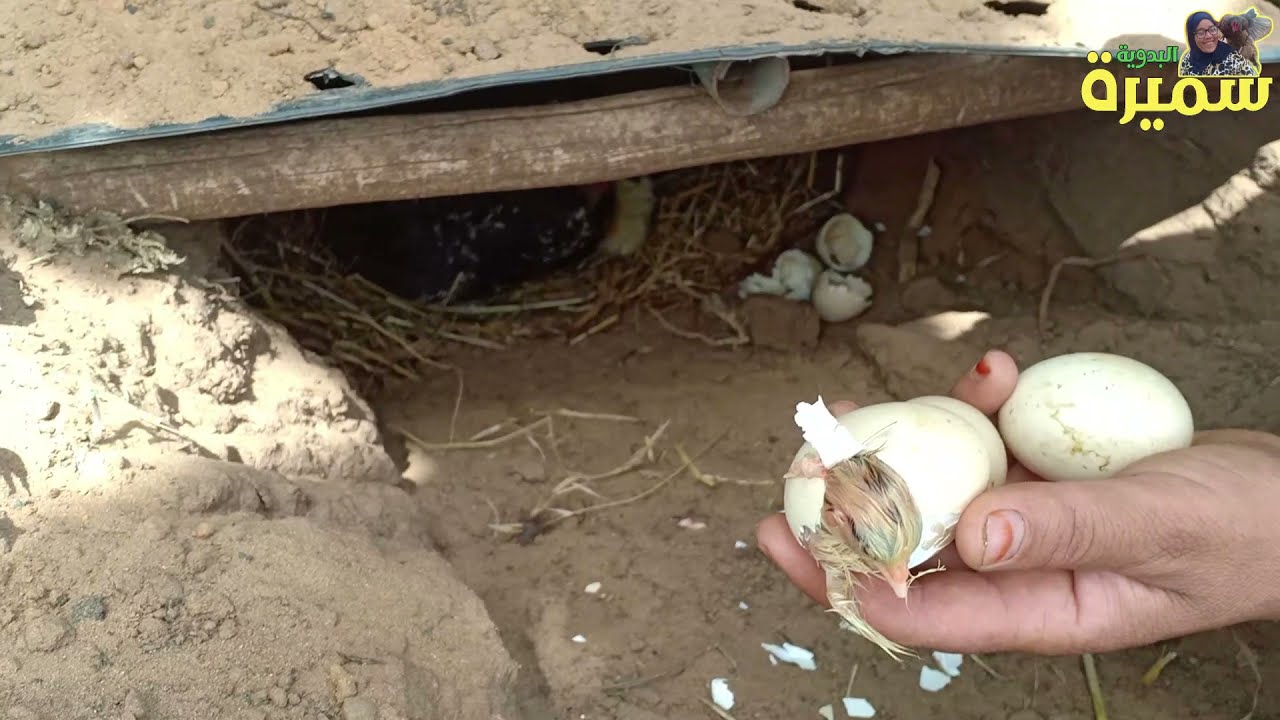 واخيرا الدجاجة كملات تخراج الفليلسات كون ماعوناتهوم سميرة كون ماتو الحمد لله 🐣🐣🐣