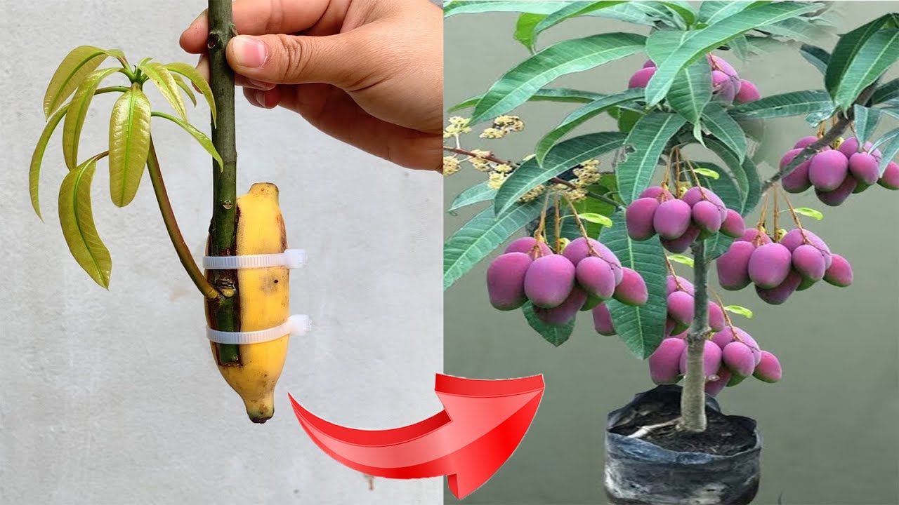 USING ONLY 1 RIPEN BANANA? YOU CAN STIMULATE FRUIT TREES TO BLOOM AND GROW EXTREMELY FAST