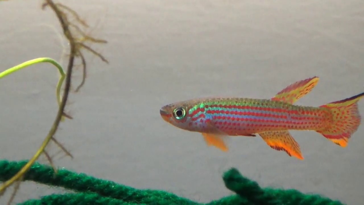 Meet the Fish - Aphyosemion Striatum Lambarene