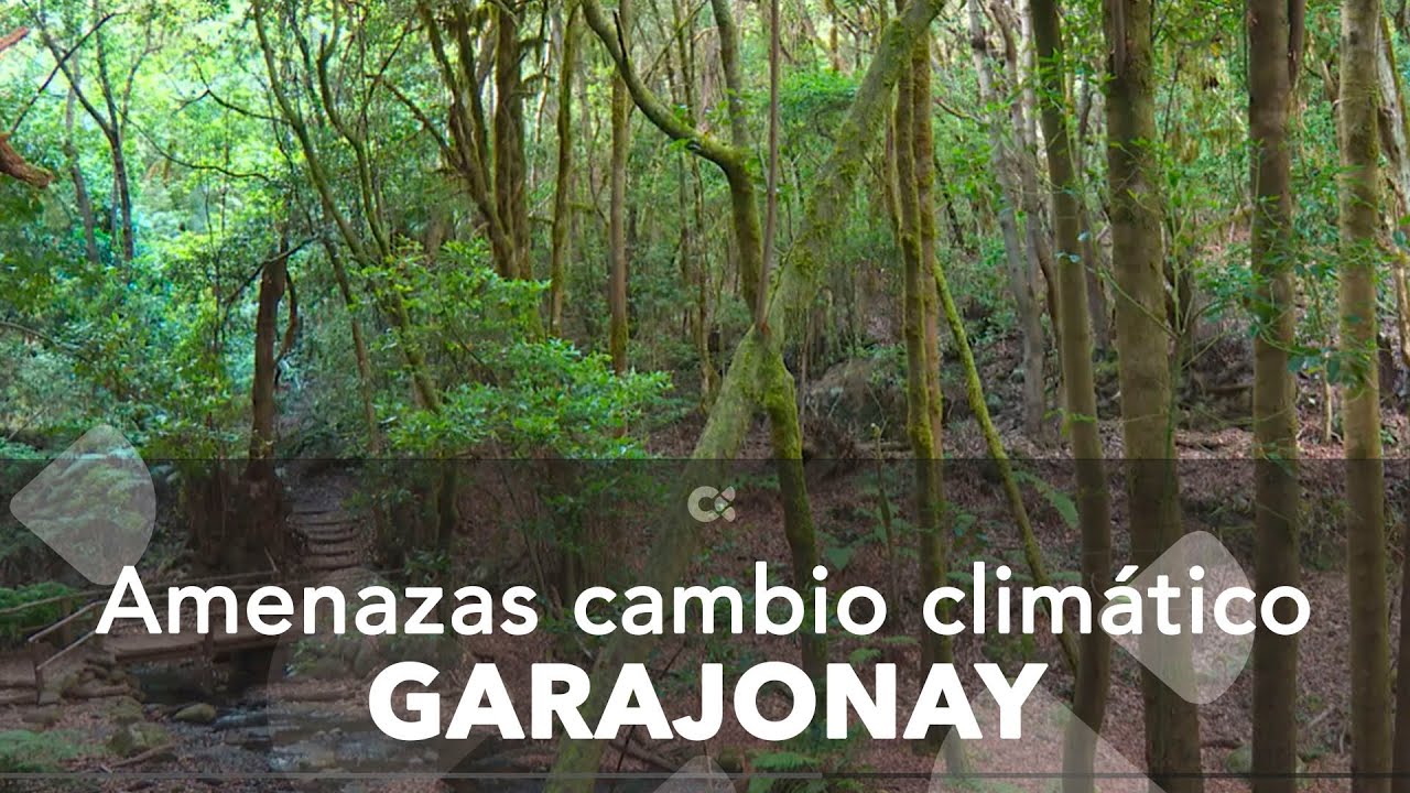 El ecosistema del Garajonay sufrir&aacute; con el cambio clim&aacute;tico