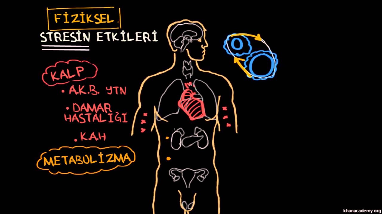 Stresin Fiziksel Etkileri (Psikoloji / Çevreyi Algılama) (Sağlık Bilgisi ve Tıp)