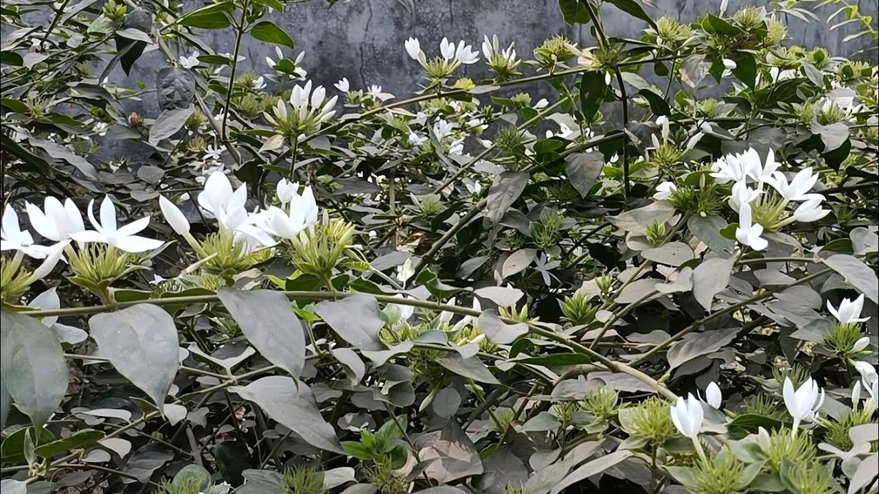 Kam care mein ugane wala Paras flower plant