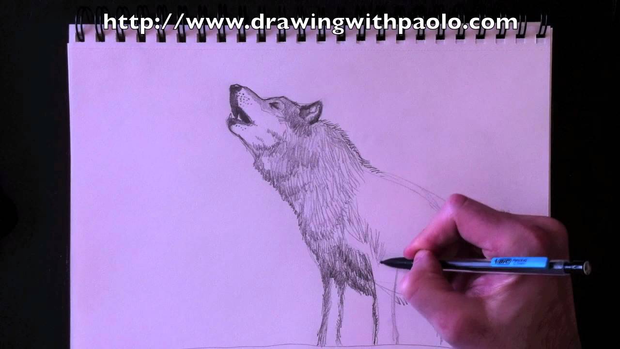 Dessiner un loup avec Paolo Morrone