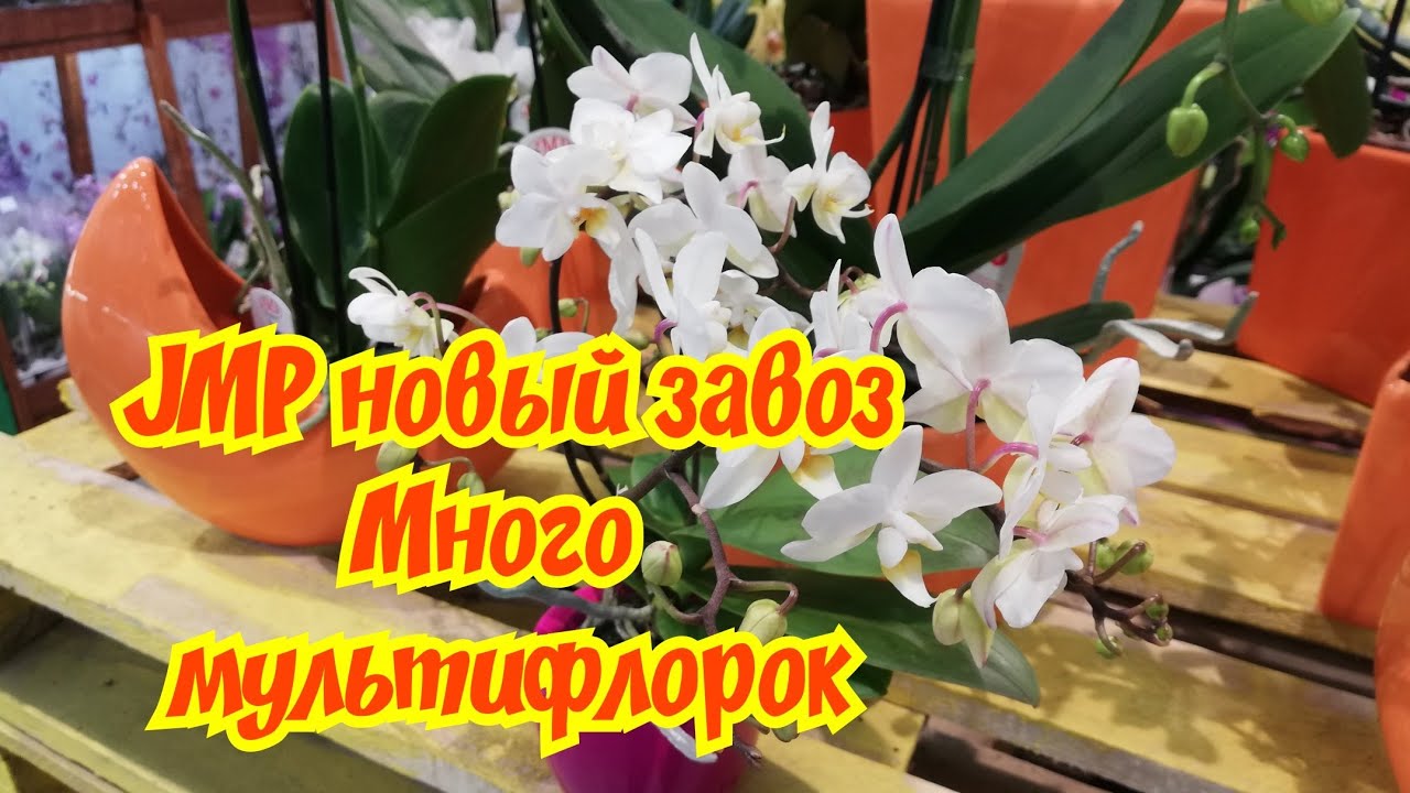 #JMP #фуд #сити
Обалденные мультифлоры
#Эквестрис #Soft #Cloud