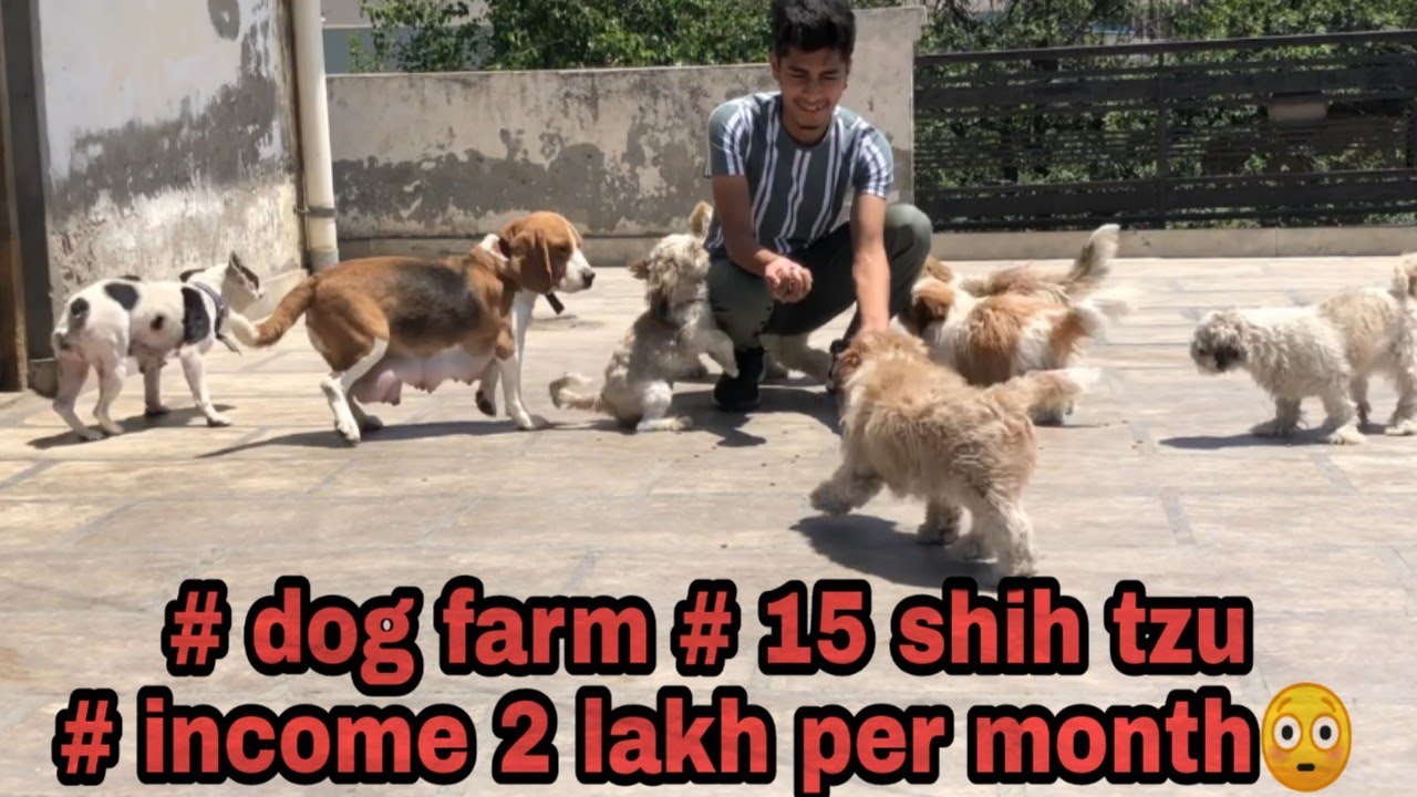 Shih tzu dog farm/income 2lakh per month m-7009684310