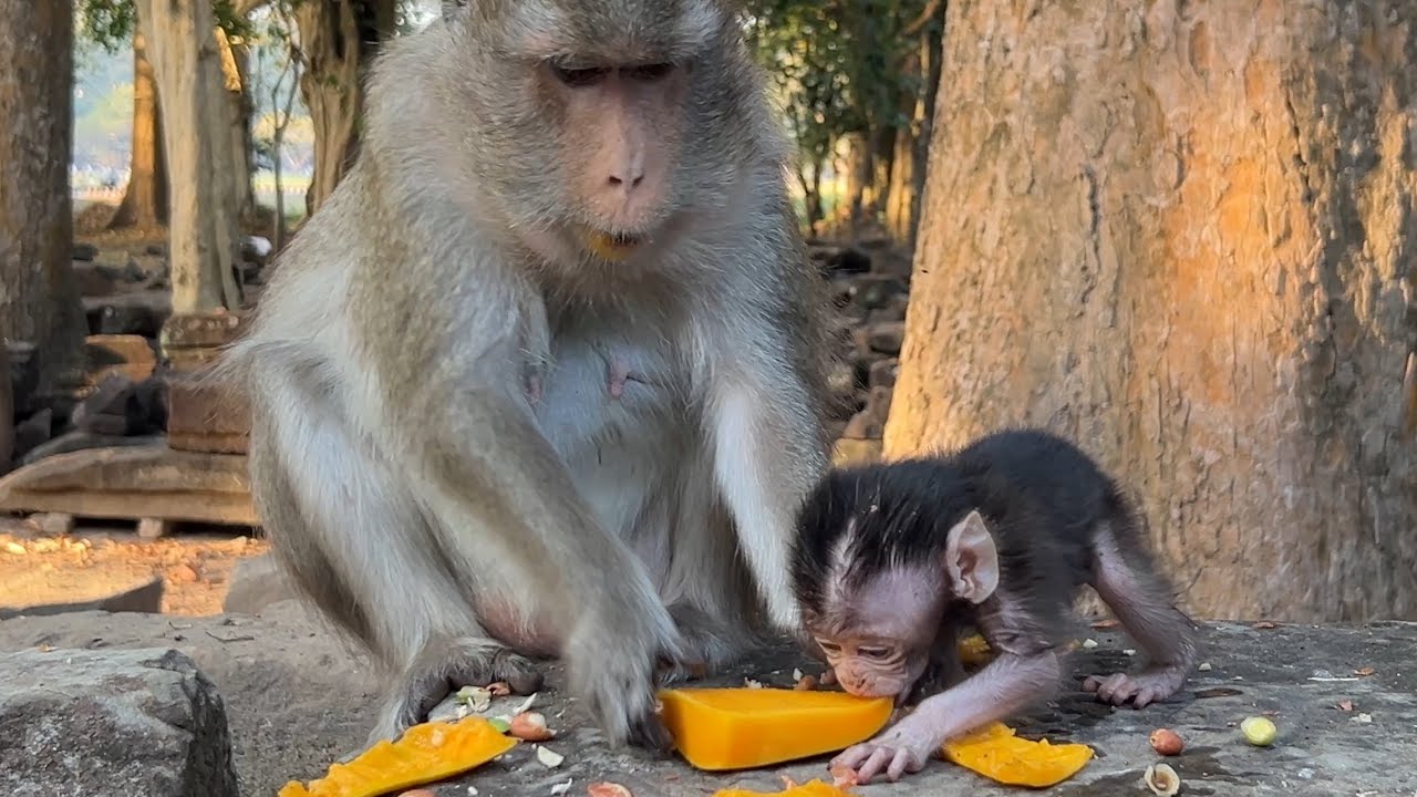 Oh No! Mom Anna takes sweet mango while cute tiny AMINA Trying To Eat 