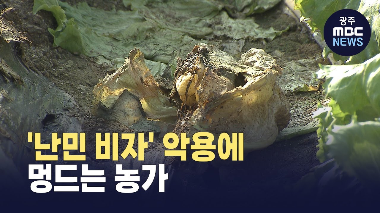 [한걸음더] '난민 비자' 악용 사례 속출...멍드는 농가 (뉴스데스크 2025.10.20 광주MBC)