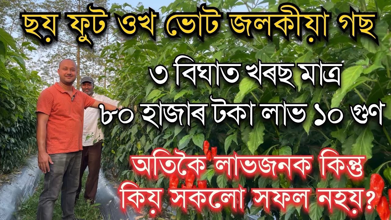ছয় ফুট ওখ ভোট জলকীয়া গছত লমালমে লাগিছে জলকীয়া BHUT JALAKIA KHETI | GHOST PEPPER FARMING #farming
