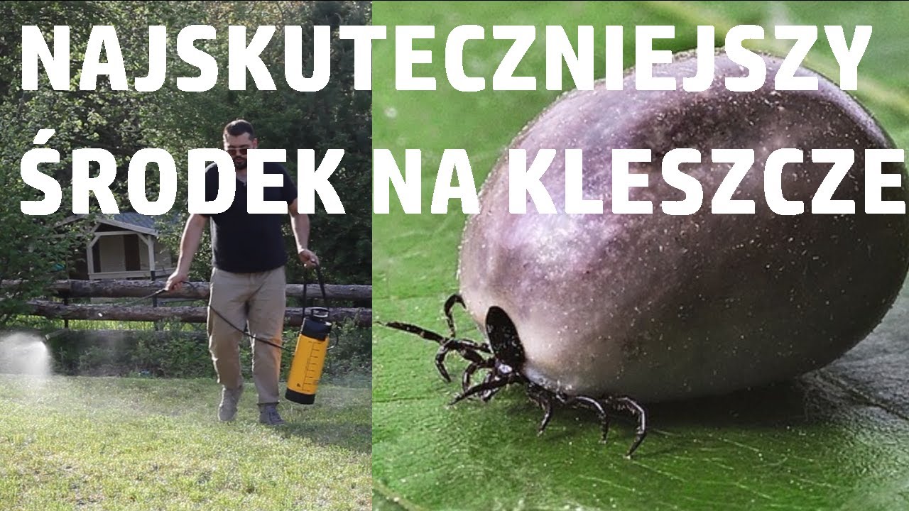 Jak chronić siebie i psa przed kleszczami - mój sprawdzony, najlepszy sposób na kleszcze w ogrodzie