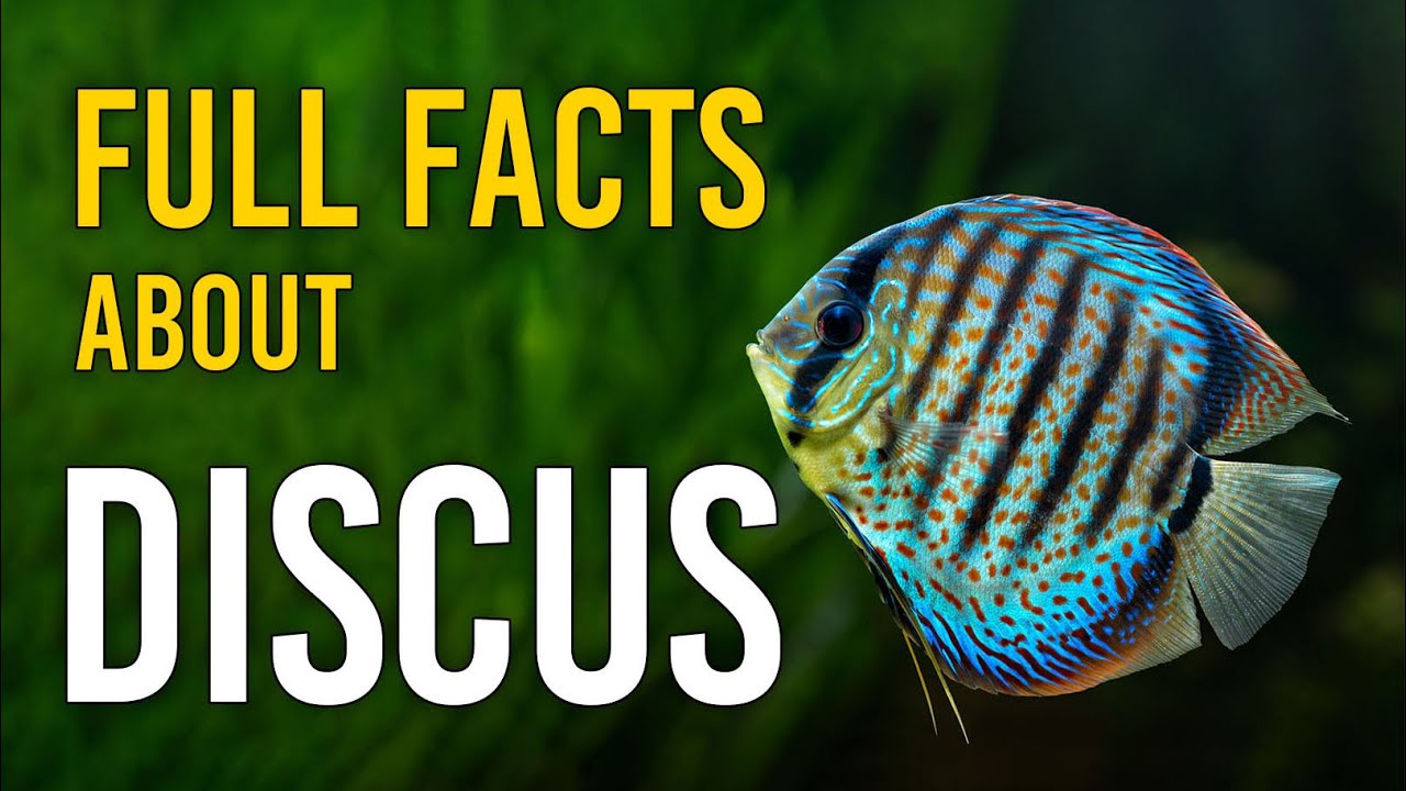 Discus Fish: Everything You Need to Know 🐠 Care, Varieties, and Breeding Guide