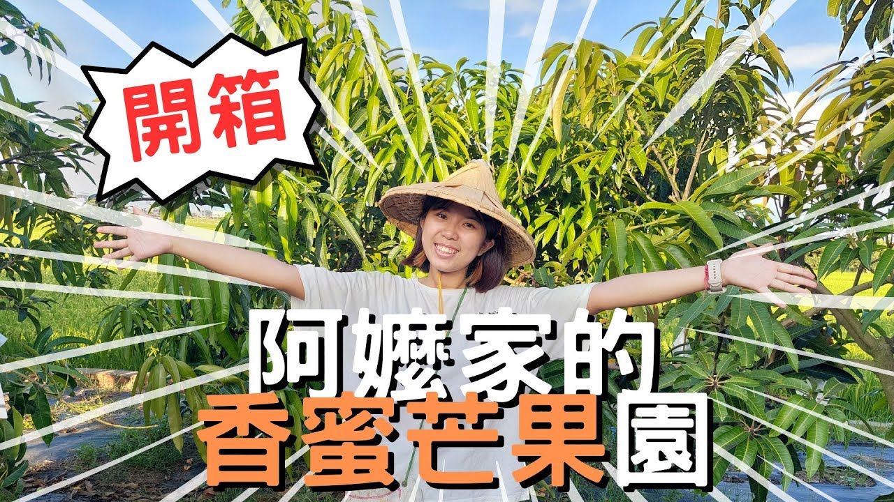 【開箱】阿嬤家的香蜜芒果｜芒果季來了