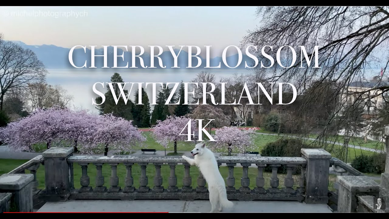 The best cherry blossom places in Switzerland 4K !