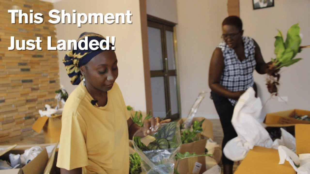 Exotic Plants Arrive in Lusaka! Unboxing Rare Beauties 🌿
