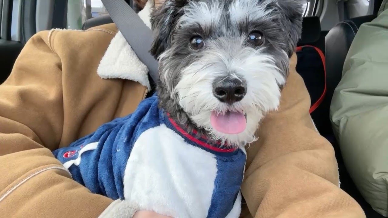 愛犬クッキー 初めてのドライブ【マルシュナ】