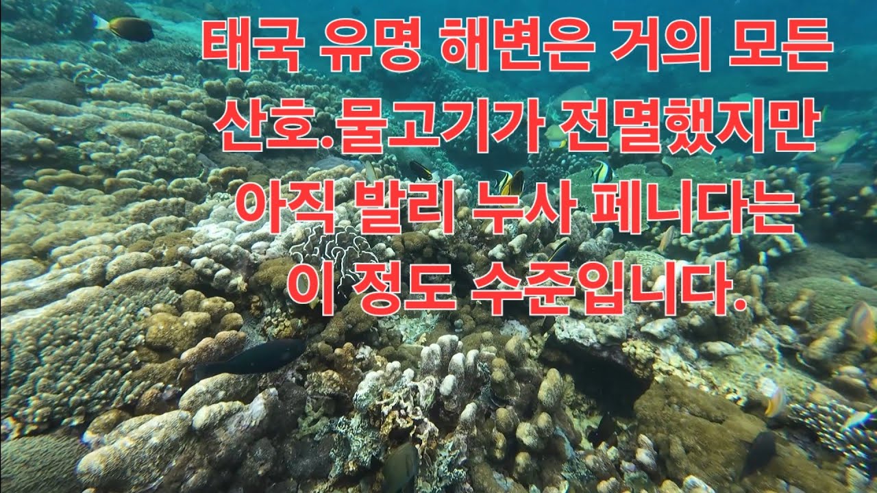 태국산호 전멸,산호 보고 싶은면 여기로 가세요.(발리 한달살기 16)
