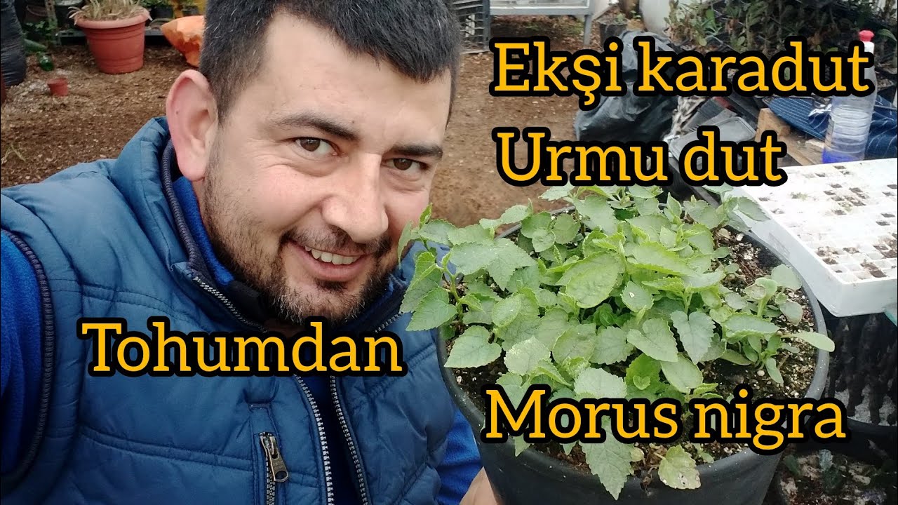Hakiki ekşi karadut tohum çimlendirme