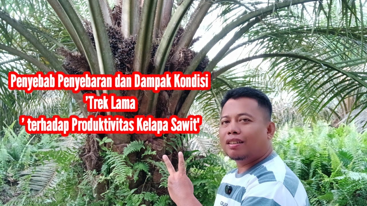 Penyebab Penyebaran dan Dampak Kondisi 'Trek Lama' terhadap Produktivitas Kelapa Sawit