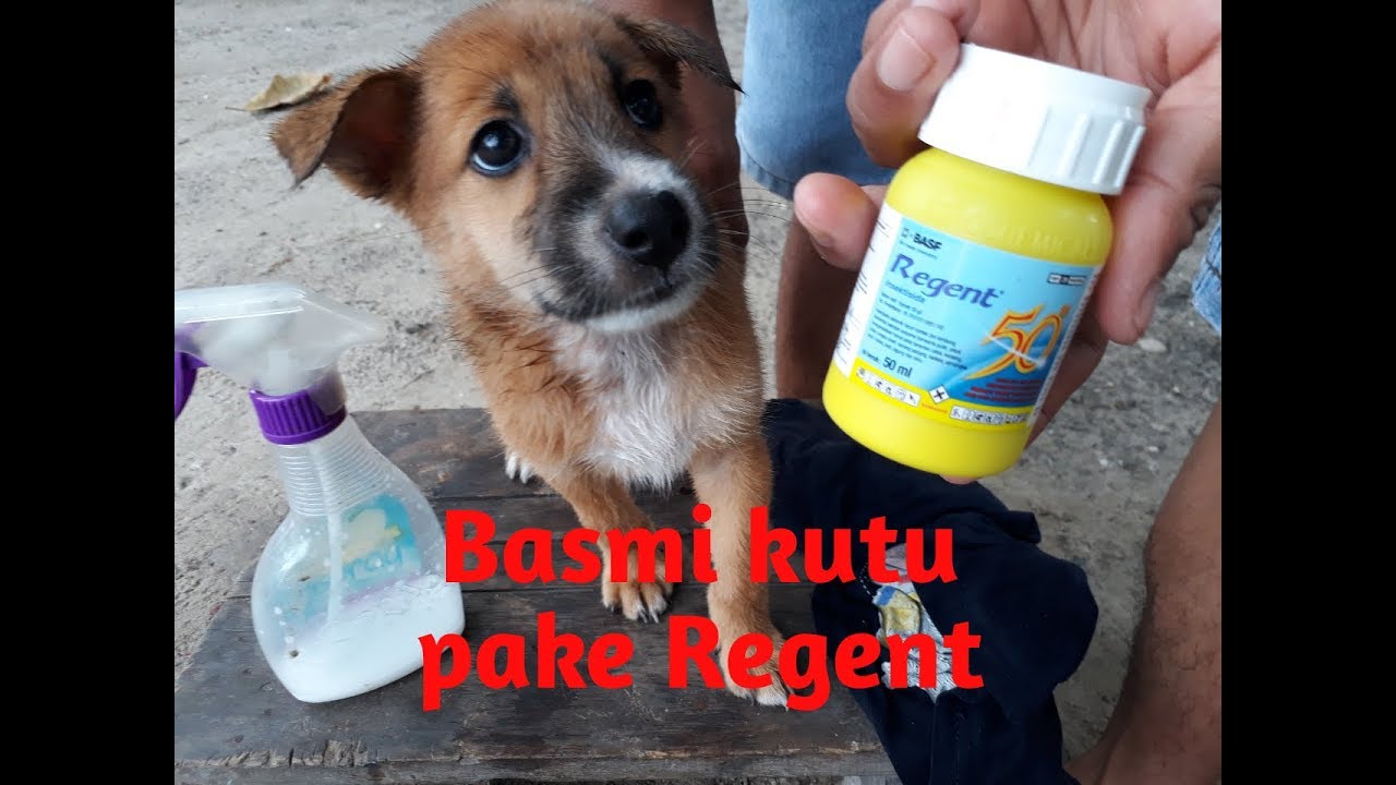 Menghilangkan Kutu Anjing pake Regent