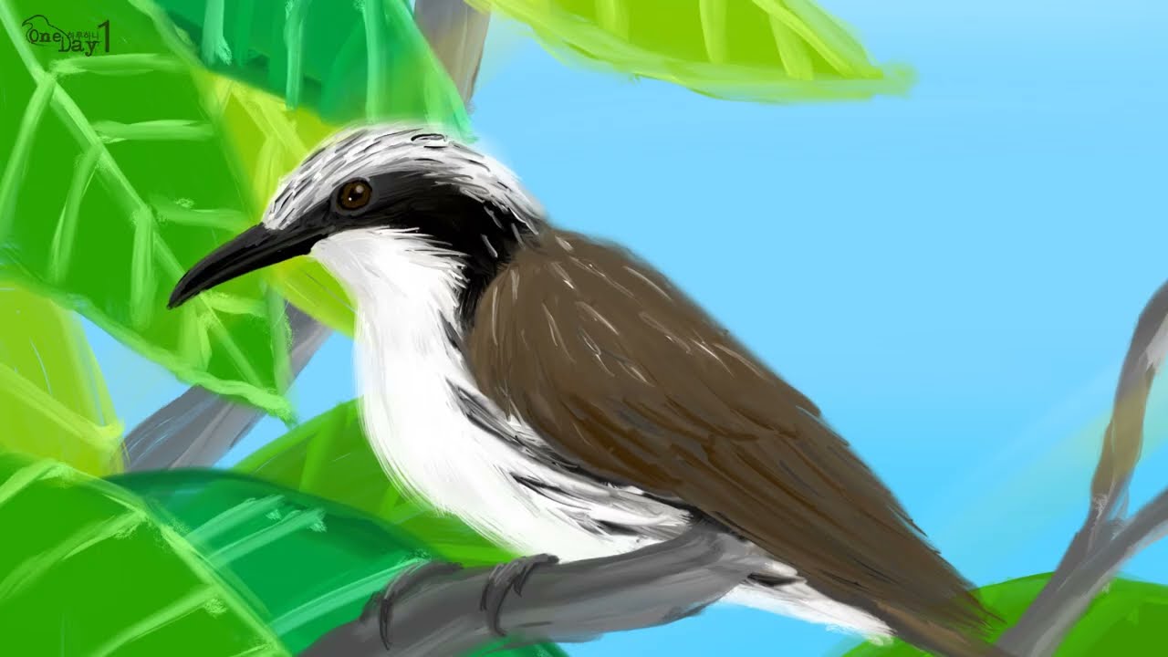 Stripe sided Rhabdornis 줄무늬옆구리 나무발발이 그리기