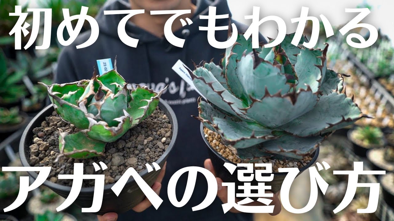 【後悔しないアガベの選び方。】まずはこれを見てから買いに行け！