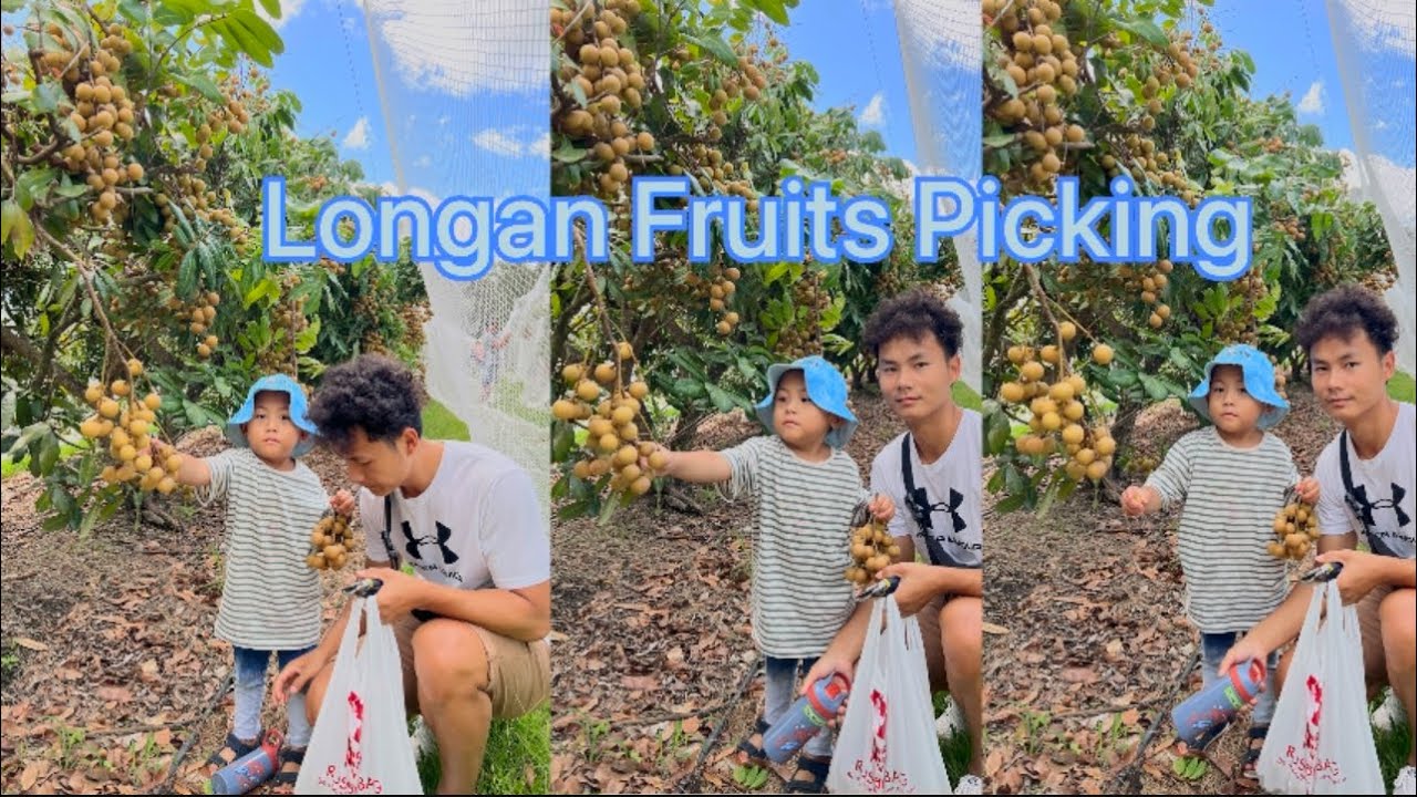 Longan Picking at the Farm