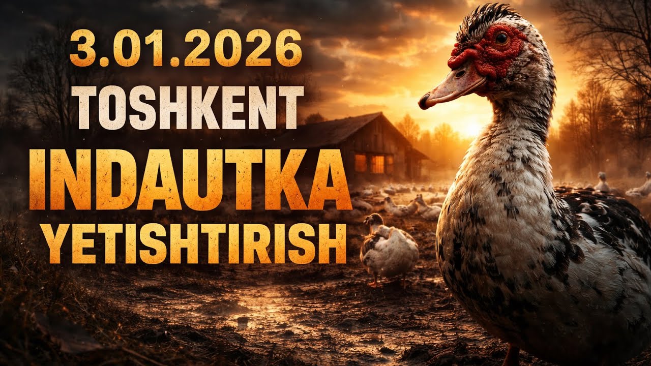 INDAUTKA YETISHTIRISH