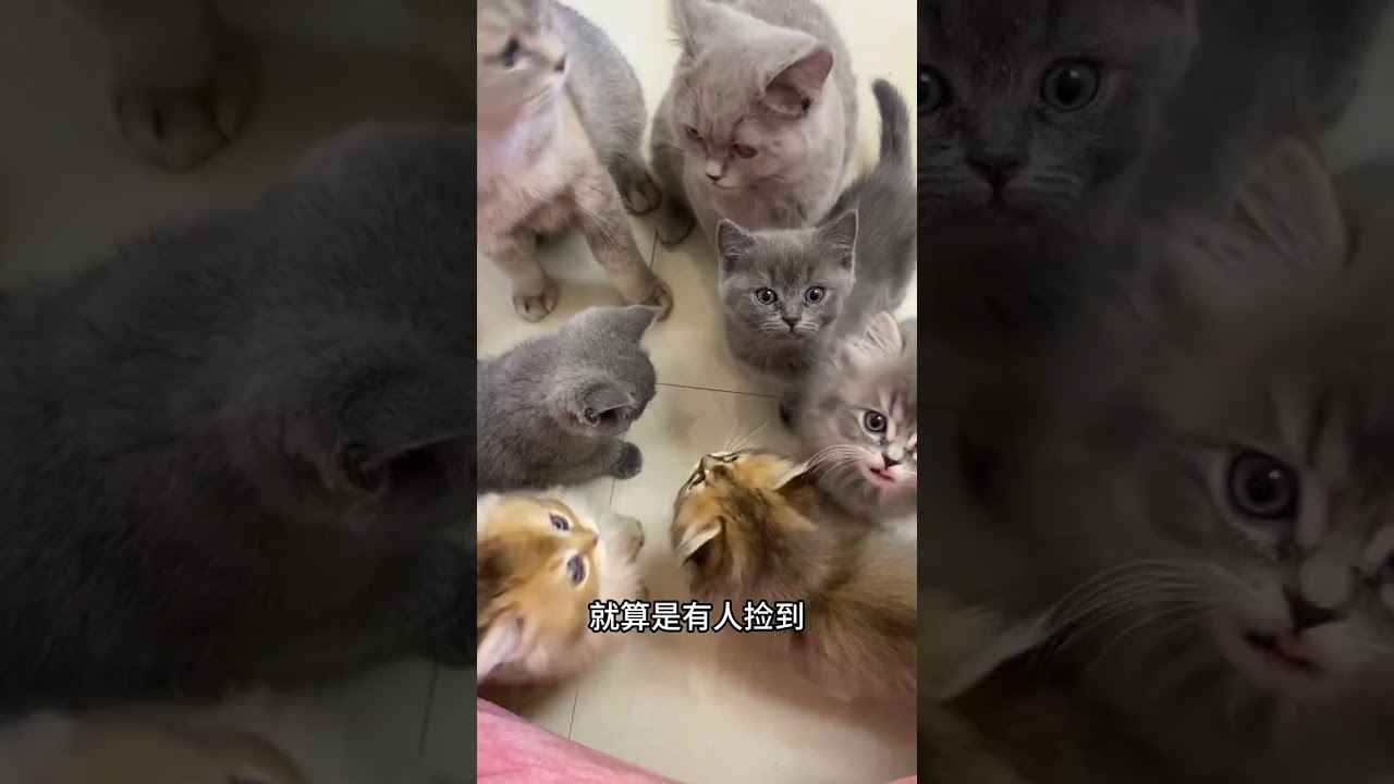 每天都有人在弃养&hellip;&hellip; #二花 #流浪猫救助