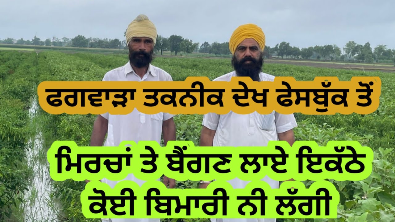 ਫਗਵਾੜਾ ਤਕਨੀਕ ਨਾਲ ਮਿਰਚਾਂ ਤੇ ਬੈਂਗਣ ਇਕੱਠੇ ਲਗਾਏ ਹੋਏ ਤਾਂ ਫਲ ਦੇਖੋ। ਗੁੱਡ ਗਰੋ phagwarha Technique