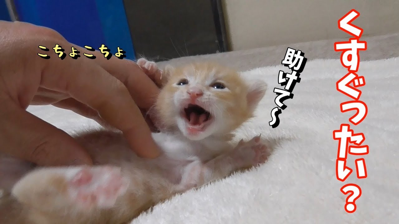 【子猫の成長記録】子猫をくすぐってみました(生後18日目)