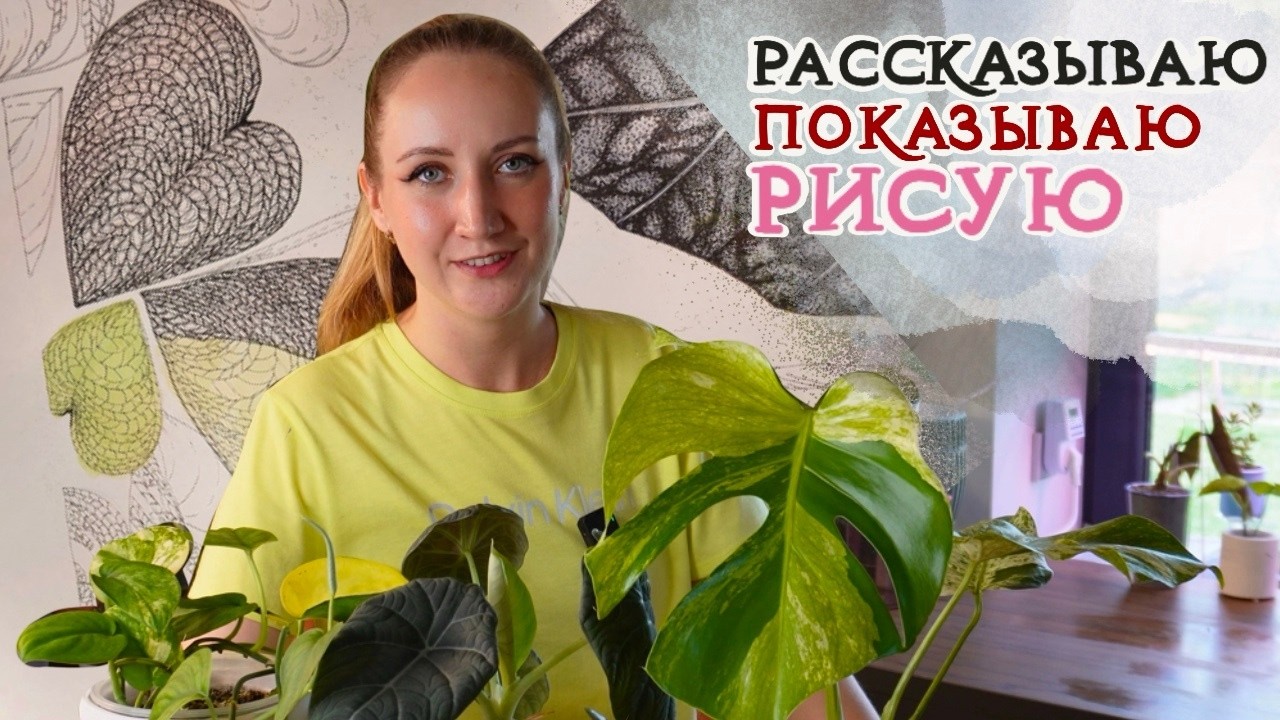 Монстера МИНТ, Алоказия МАХАРАНИ, Сциндапсус Жаде Сатин вар  |  Рассказываю, показываю, рисую