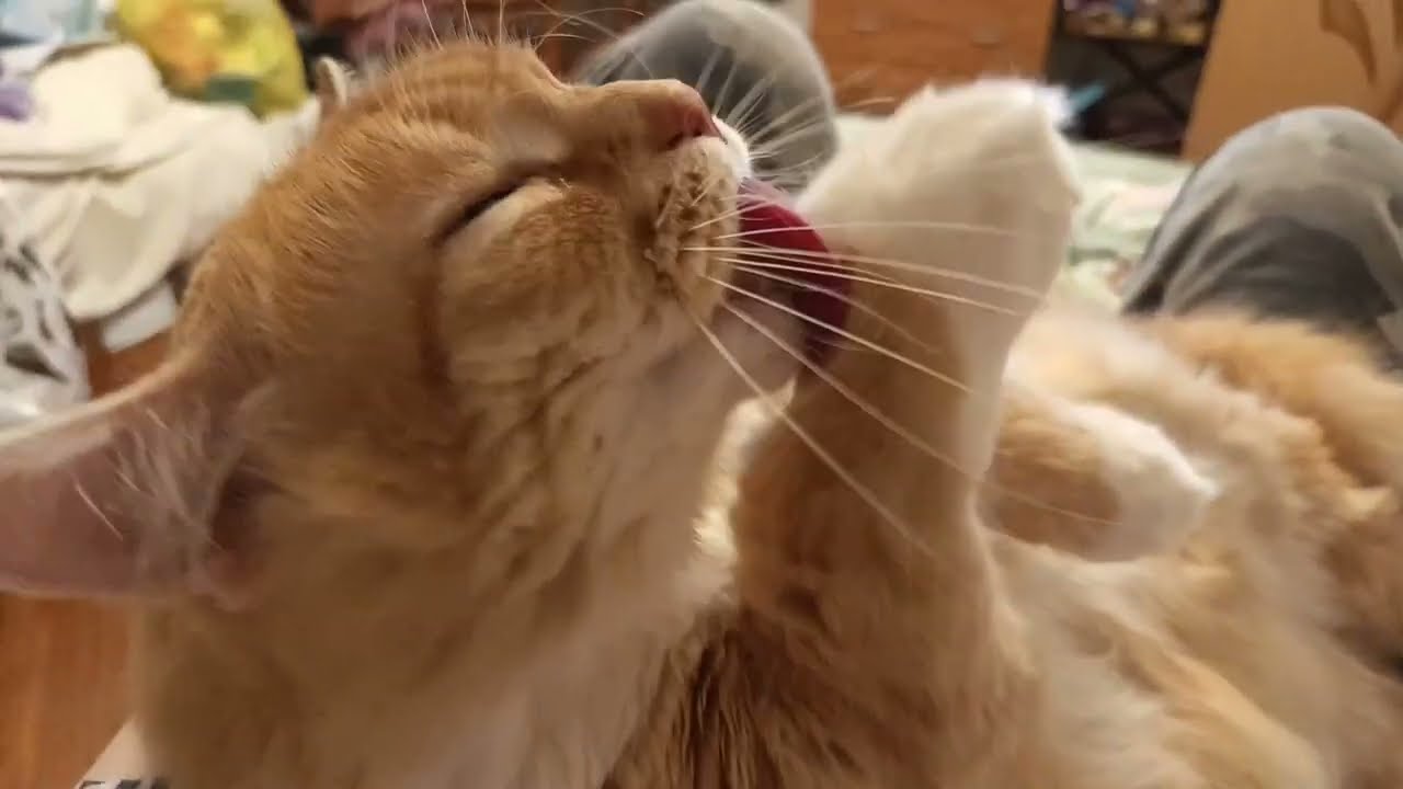 Кузико моет пузико, мурчательный и замечательный😻