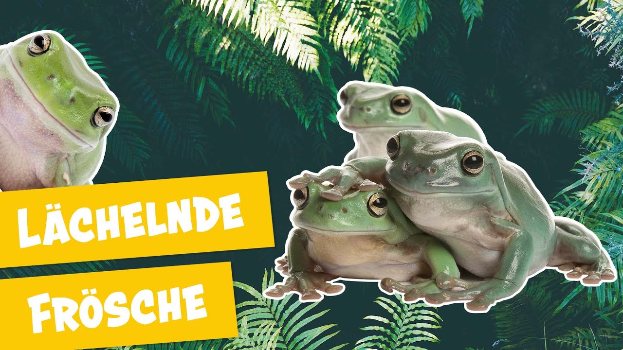 Exotische Frösche mit großem Hunger | Panda, Gorilla & Co.