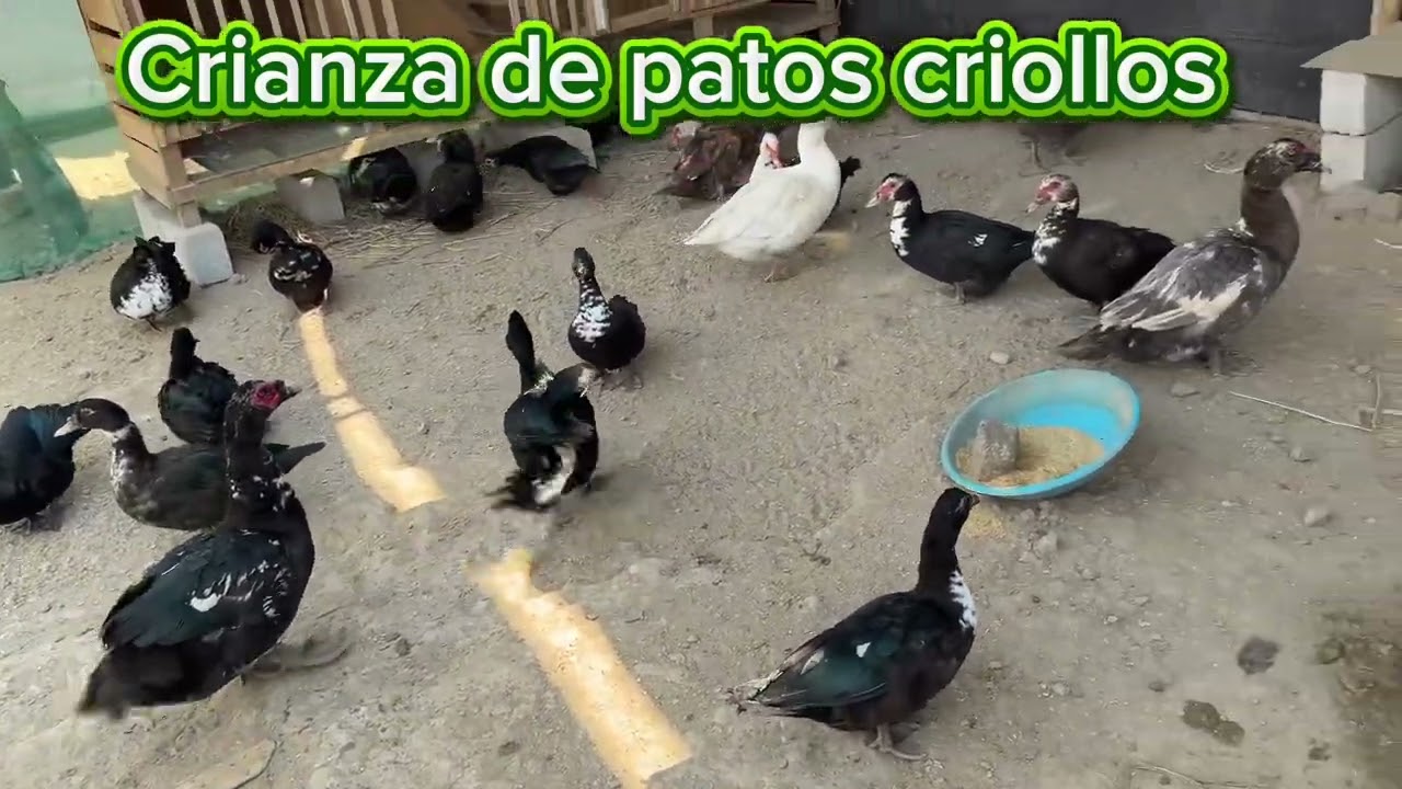 Crianza de patos criollos #crianza  #pato  #video #videos 