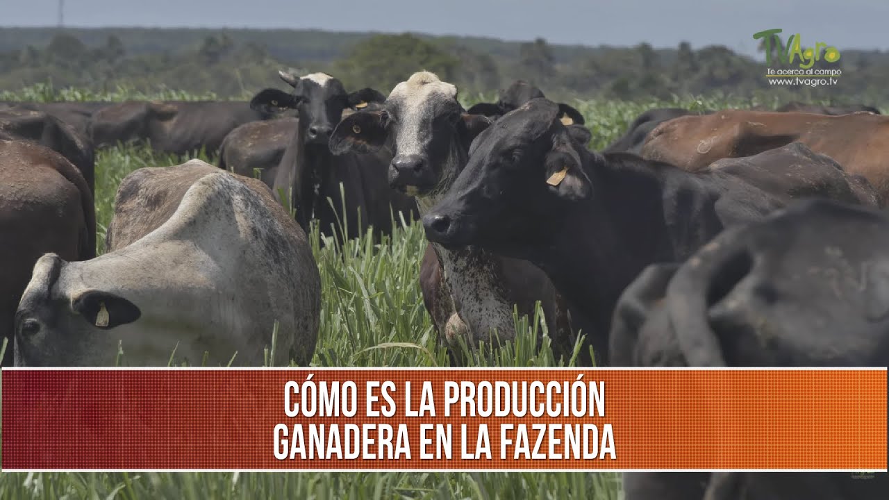 Como es la produccion ganadera en la Fazenda - TvAgro por Juan Gonzalo Angel Restrepo