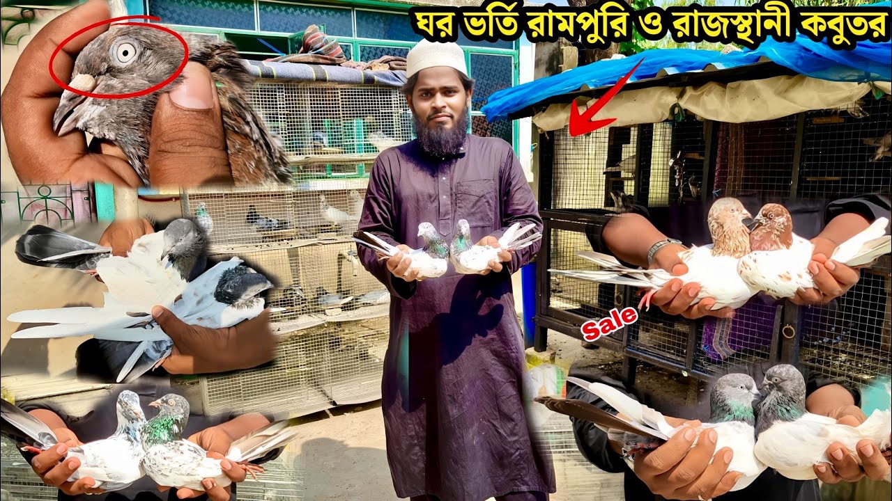 ঘর ভর্তি রামপুরি ও রাজস্থানী কবুতর সেল | PIGEON LOFT OF SAHID FROM CANNING 