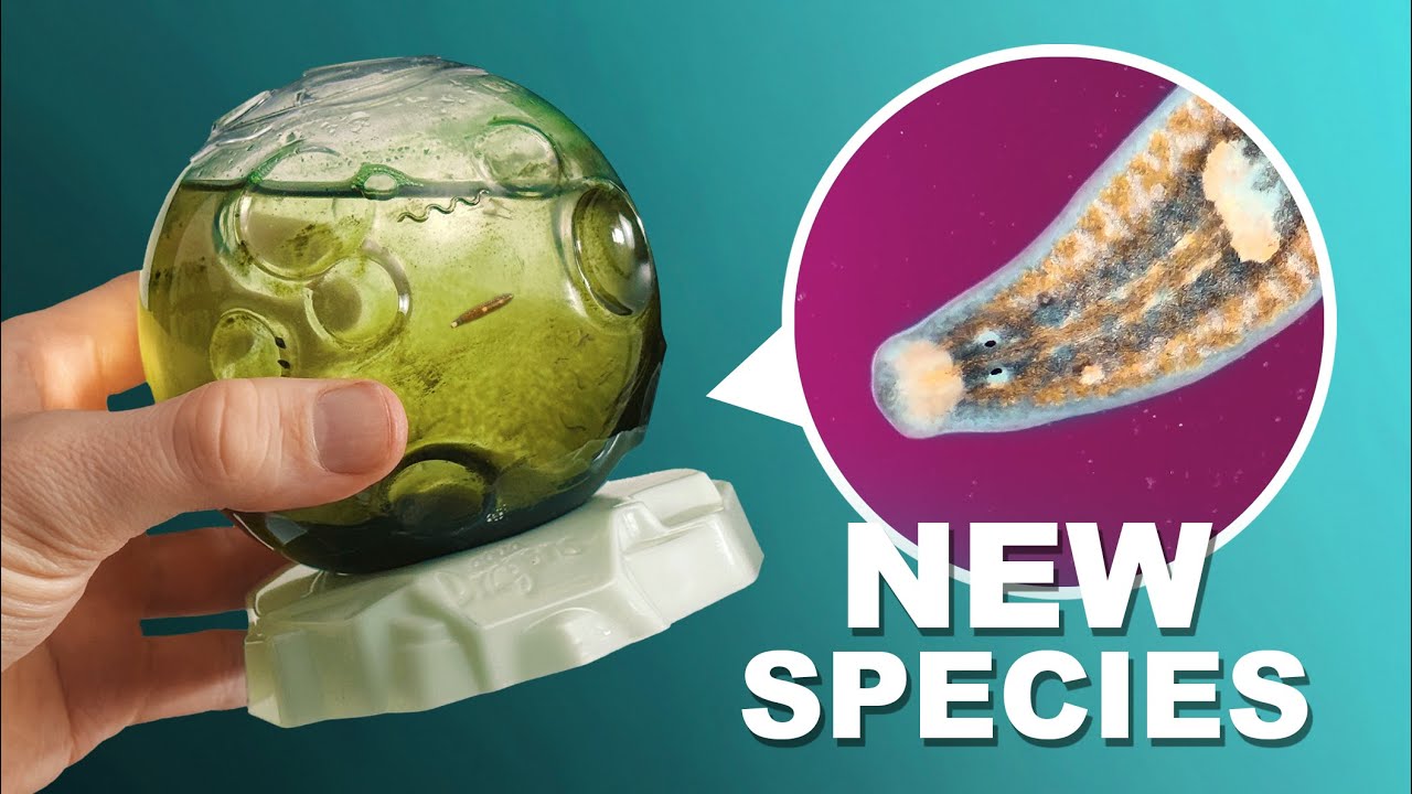 Aqua Dragons Live ASTRO Pets