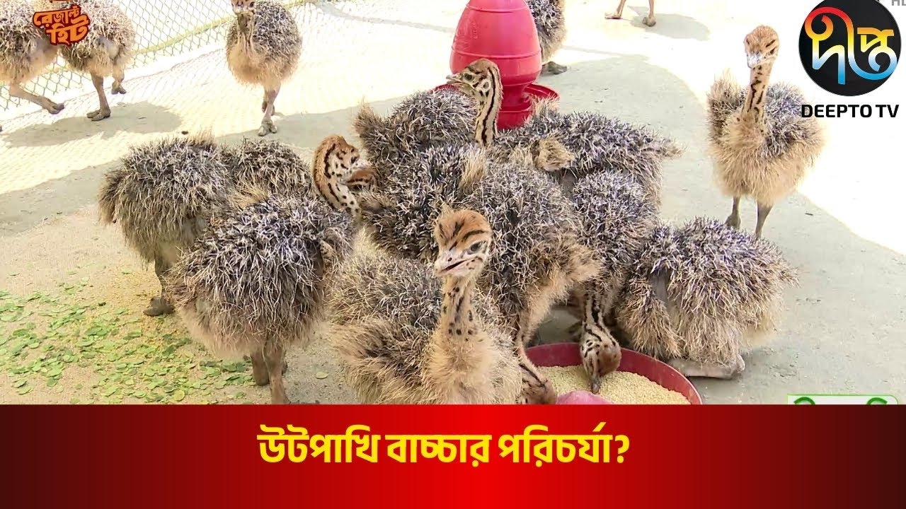Deepto Krishi | উটপাখি বাচ্চার পরিচর্যা? l Ostrich Chick Care!