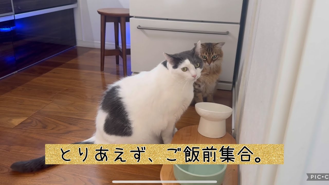 日曜ねこ劇場/Sunday cat theater 12/14